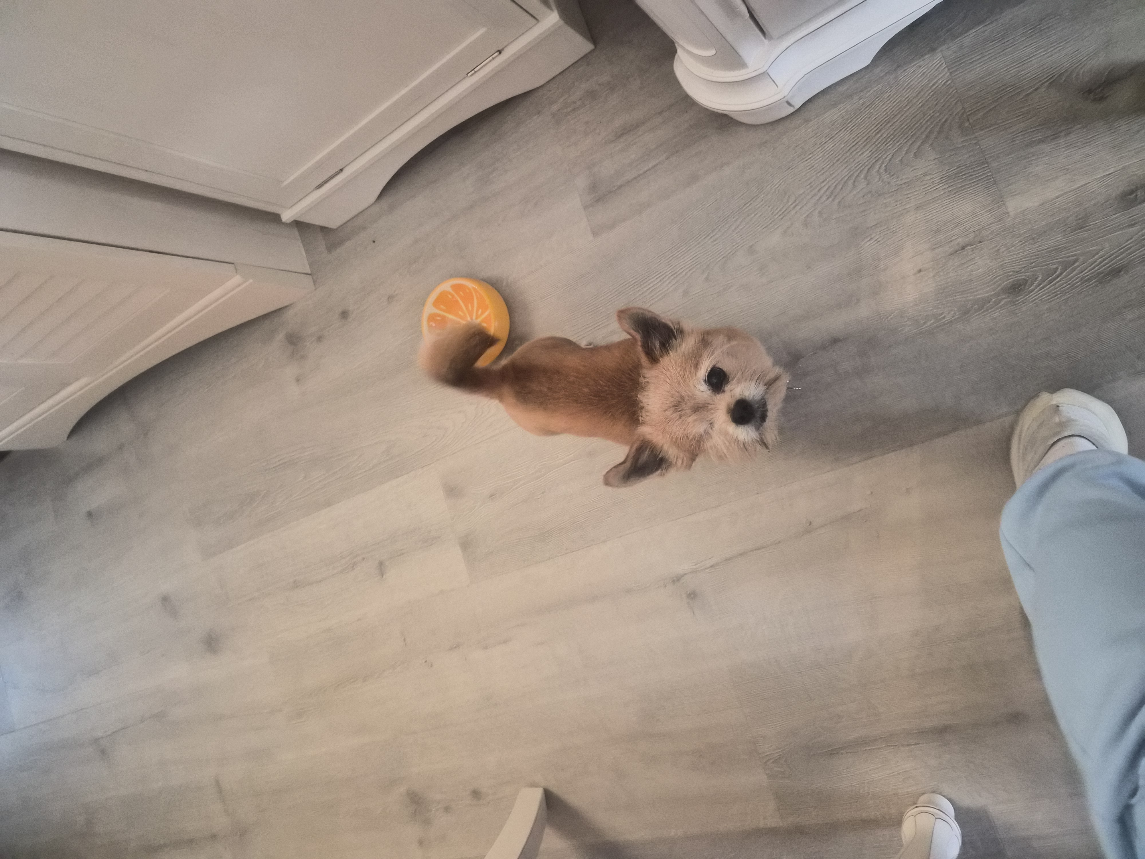 My Dog Josey